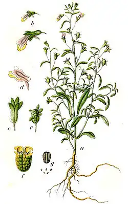 Linaria pequena (Chaenorhinum minus)