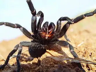 Chaetopelma aegyptiaca (Arachnida).