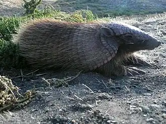 Chaetophractus vellerosus