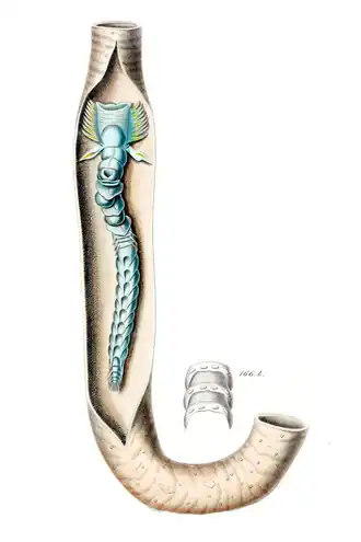 Ilustração de um indivíduo.