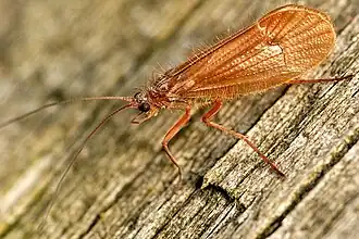 Chaetopteryx villosa (Trichoptera)