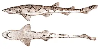 Scyliorhinus retifer