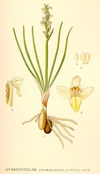 Chamorchis alpina