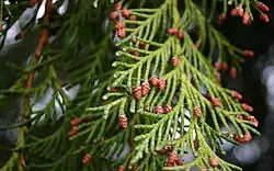Inflorescências femininas de Chamaecyparis lawsoniana.