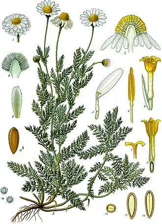 Chamaemelum nobile (L.) All.