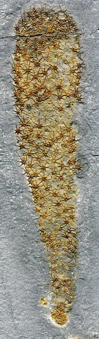 Chancelloria eros do Cambriano Médio do Condado de Millard, Utah