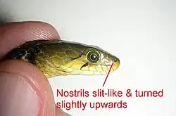 Foto 1 - Narinas ligeiramente voltadas para cima