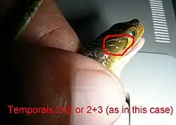 Foto 5 - Escamas temporais são 2+2 ou 2+3 (como na foto)