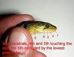 Foto 6 - 9 escamas supralabiais, 4ª e 5ª tocando o olho, a 6ª excluída pela pós-ocular mais baixa