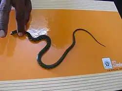 Foto 8 - Cauda pequena