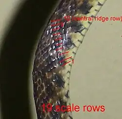 Foto 9 - Escamas em 19 fileiras distintas