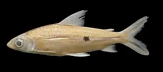 Espécime taxidermizado