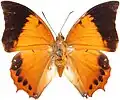 Vista superior do macho de Charaxes bernardus, cujo tipo nomenclatural fora coletado na China.[4] Sua fêmea possui grossas faixas brancas entre o negro e o amarelo-castanho de suas asas.