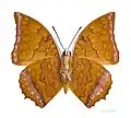 Charaxes distanti