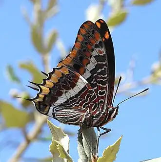 Fotografia da espécie europeia C. jasius pousada, conhecida por borboleta-do-medronheiro ou imperador e encontrada nas costas do Mar Mediterrâneo, entre Portugal e Grécia.[1][2] Considerada a espécie-tipo do gênero Charaxes.[1]