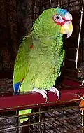 Amazona albifrons macho (Amazona albifrons)