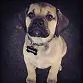 Um filhote de puggle