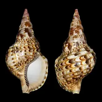 Charonia variegata
