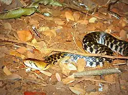 Foto 11 - Na natureza