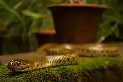 Foto 12 - Tomando sol