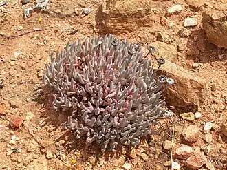 Cheiridopsis denticulata (Haw.) N.E.Br.,