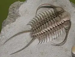 Fóssil de um Cheirurus.