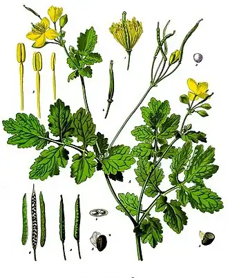 Chelidonium majus L.