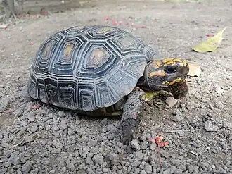 Indivíduo avistado na Bolívia
