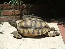 Chelonoidis chilensis haplogrupo chaco seco, tartaruga do chaco (América do Sul).