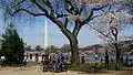 Flores de cerejeira na bacia das marés e monumento a Washington, março de 2016