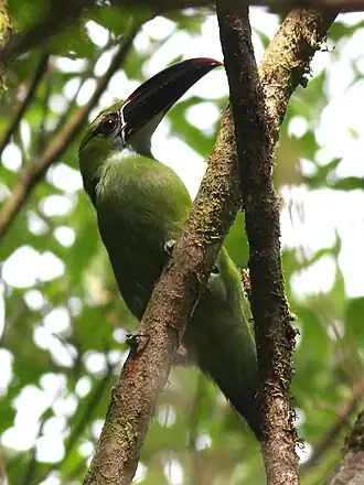 Tucaninho-verde na Costa Rica