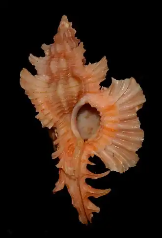 C. orchidiflorus, espécie que já pertenceu ao gênero Pterynotus, encontrada nos mares de Taiwan.[2]