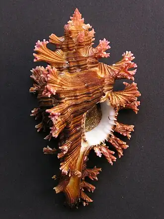 Concha de Chicoreus palmarosae