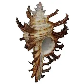 Vista inferior da concha de C. spectrum; pertencente à coleção de J.C. Brandt, no acervo do Museu de História Natural de Leiden.