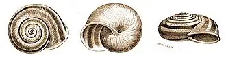 Chilostoma trizona