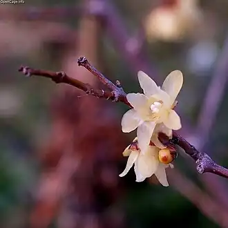 Chimonanthus praecox