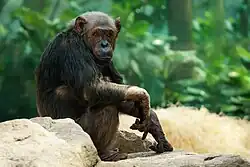 Chimpanzés produzem chamadas de alarme em resposta a ameaças.