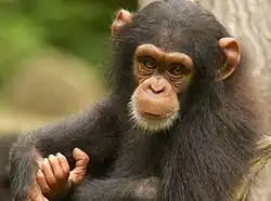 Bebê chimpanzé (Pan troglodytes).