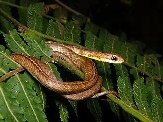 Indivíduo avistado em Aripuanã, em Mato Grosso