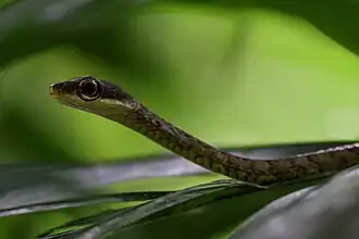 Indivíduo avistado em Bertioga, em São Paulo