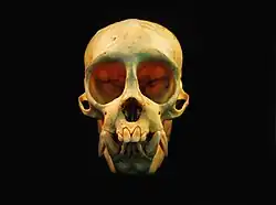 Crânio de Chiropotes mostrando a adaptação dos dentes para a predação de sementes duras