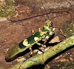 Chlidonoptera vexillum