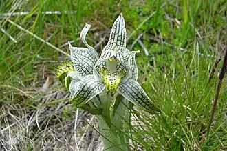 Chloraea magellanica