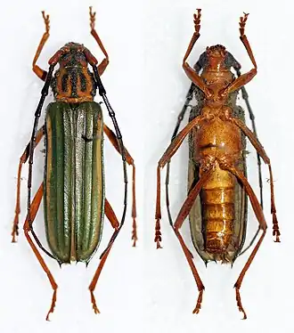 Fotografia de C. festiva; vista superior (esquerda) e vista inferior (direita).