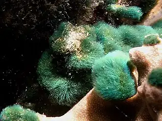 Chlorodesmis fastigiata