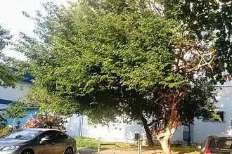 Exemplar de Chloroleucon tortum fotografado em 18 de junho de 2019 no campus da Universidade do Estado do Rio de Janeiro, Rio de Janeiro, Brasil.