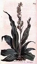 Ilustração de Chlorophytum inornatum (do Curtis’s Botanical Magazine. Volume 27, 1807, figura 1071).