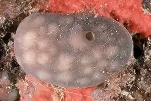 Chondrosia reniformis (Chondrosida)