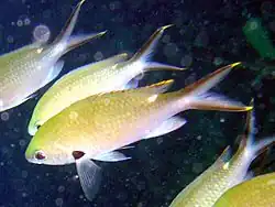 Tesourinha (Chromis multilineata)