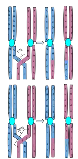 Crossing-over, um dos mecanismos que geram variabilidade